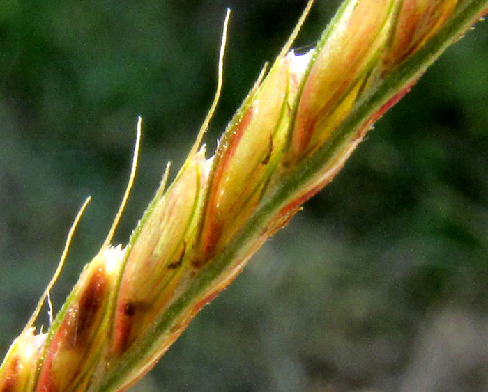 Rhodesgrass, CHLORIS GAYANA, side view of rame