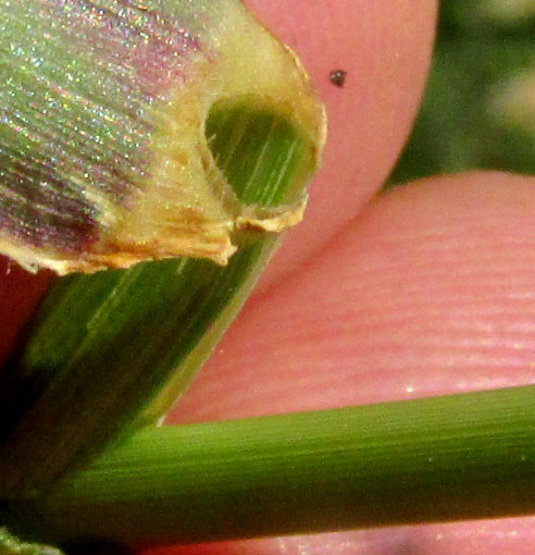 Rhodesgrass, CHLORIS GAYANA, ligule