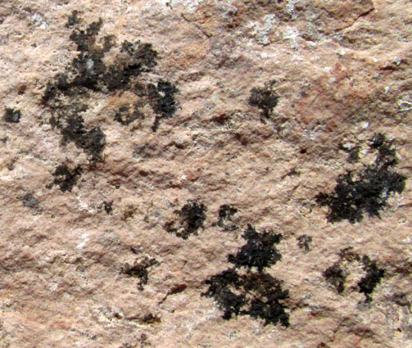 rhyolite, close-up of flecks of obsidian beginning the process of devitrification