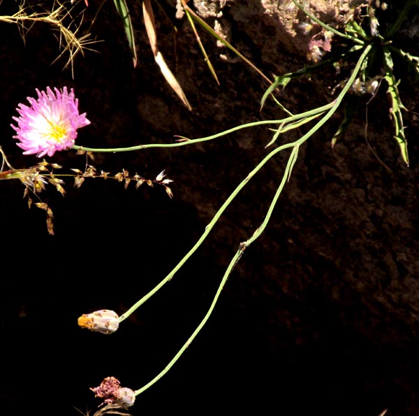 Rocklettuce, PINAROPAPPUS ROSEUS, var. ROSEUS