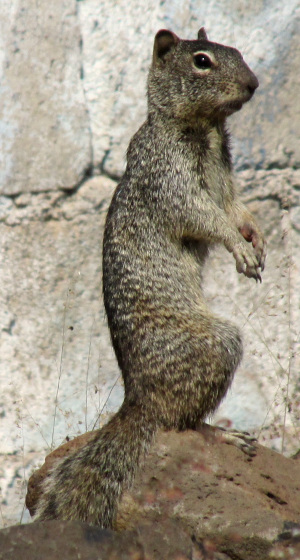 ROCK SQUIRREL, OTOSPERMOPHILUS (SPERMOPHILUS) VARIEGATUS