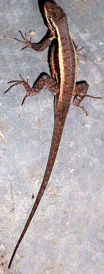 Rosebelly Lizard, SCELOPORUS VARIABILIS