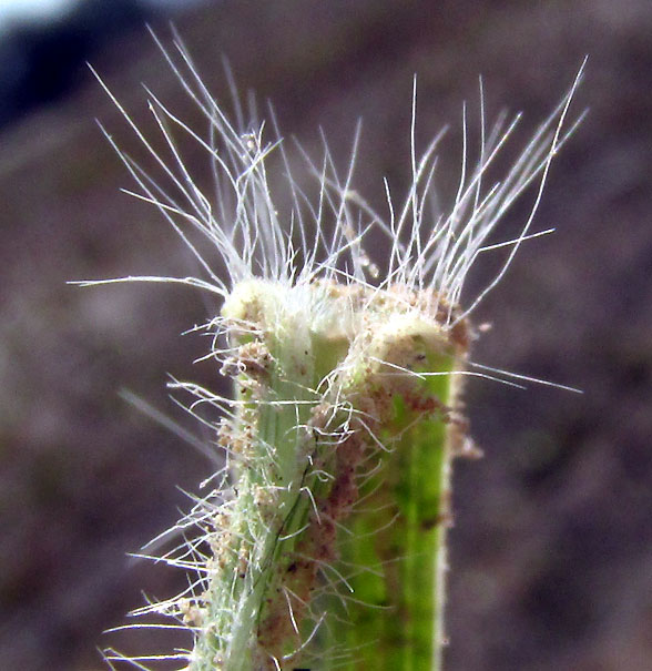 MELINIS REPENS, Ruby Grass or Natal Grass, ligules