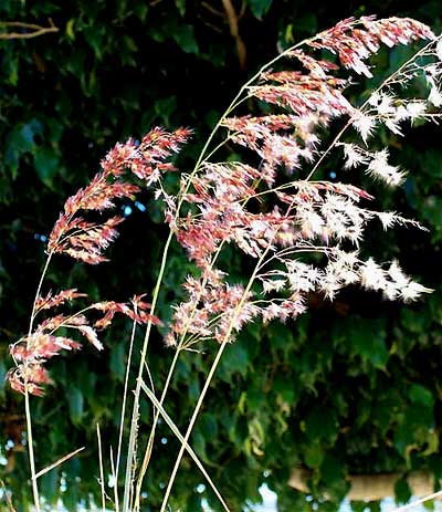 MELINIS REPENS, Ruby Grass or Natal Grass