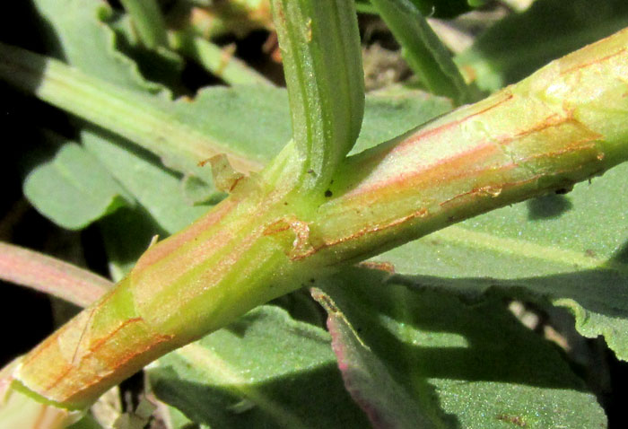 Mexican Dock, RUMEX MEXICANUS, ocrea or stipular sheath