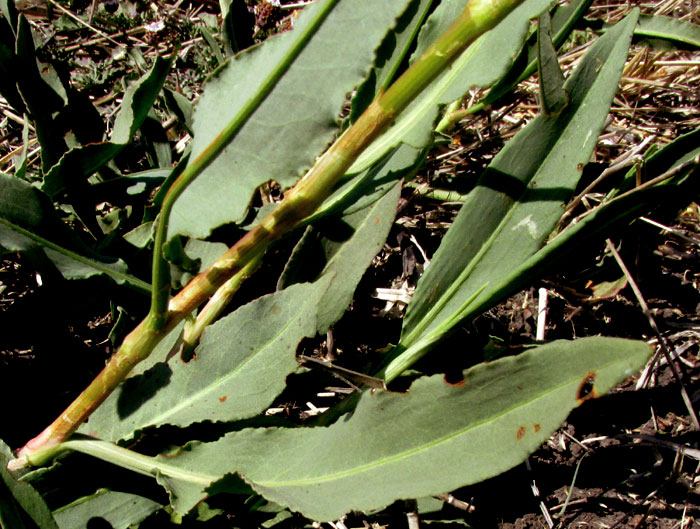 Mexican Dock, RUMEX MEXICANUS, leaf