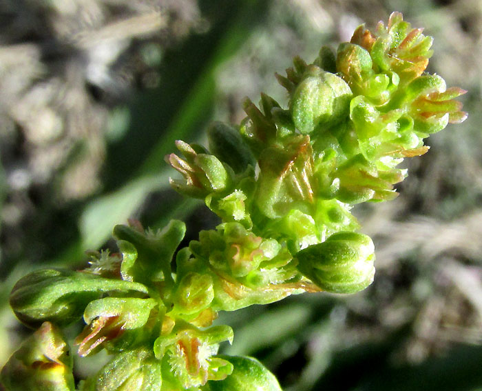 Mexican Dock, RUMEX MEXICANUS, flowers