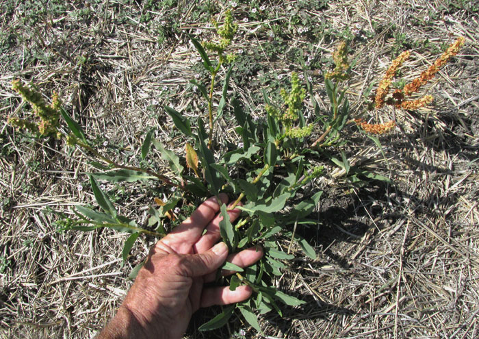 Mexican Dock, RUMEX MEXICANUS, plant