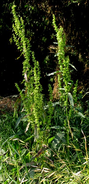 Curly Dock, RUMEX CRISPUS, young plants