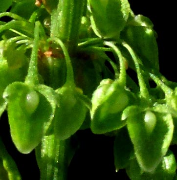 Curly Dock, RUMEX CRISPUS, young fruiting heads