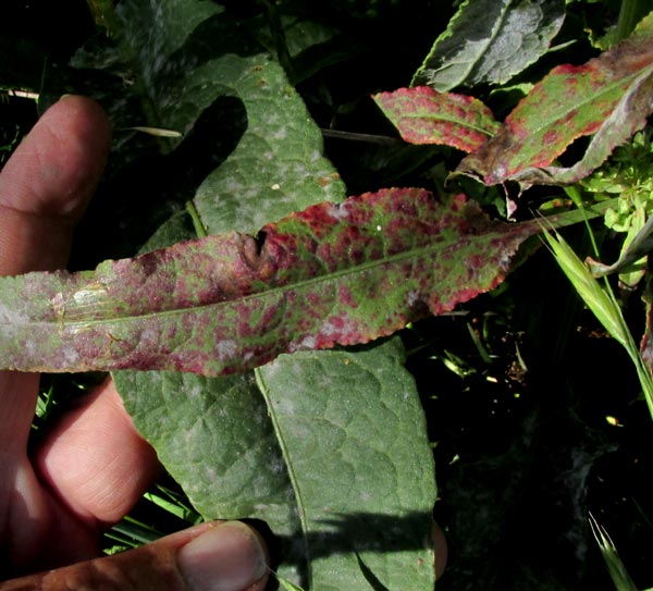 Curly Dock, RUMEX CRISPUS, red speckles on leaves