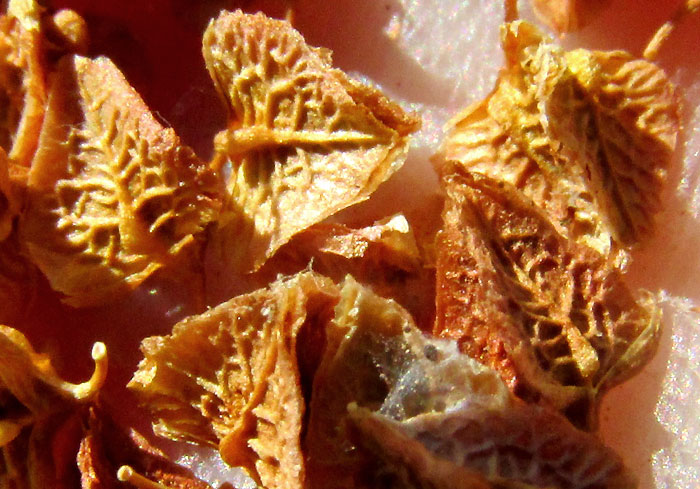 Mexican Dock, RUMEX MEXICANUS, loose fruits