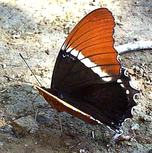 SIPROETA EPAPHUS, Rusty-tipped Page