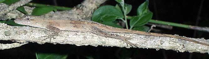 Silky Anole, ANOLIS SERICEUS