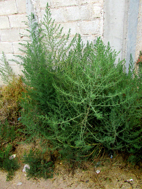 Russian Thistle, SALSOLA TRAGUS, form & habitat