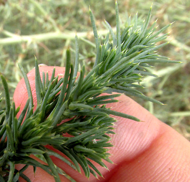 Russian Thistle, SALSOLA TRAGUS, leaves