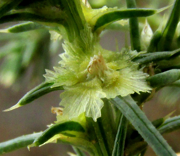 Russian Thistle, SALSOLA TRAGUS, form & habitat