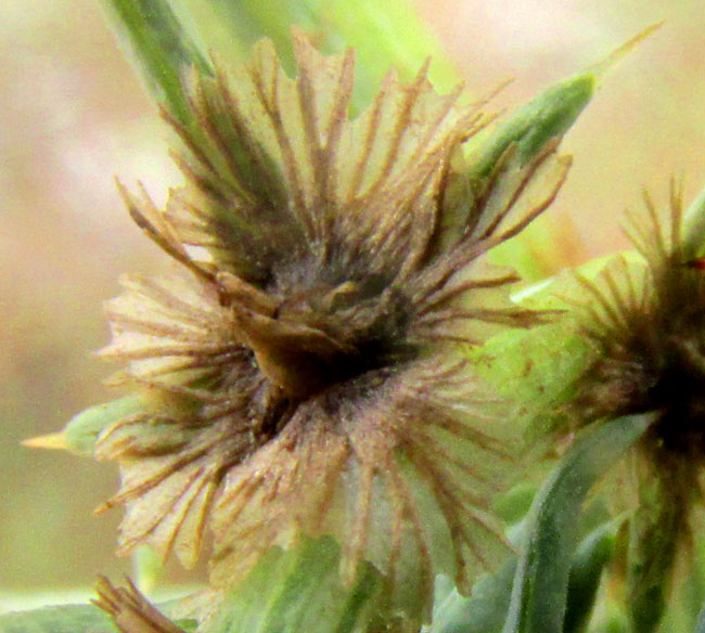 Russian Thistle, SALSOLA TRAGUS, fruit ready for dispersal