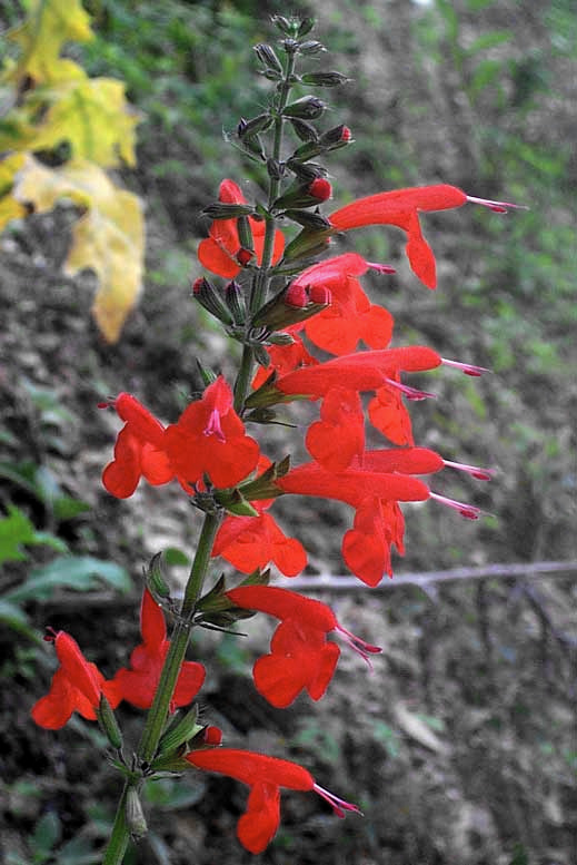 SALVIA COCCINEA, Scarlet Sage