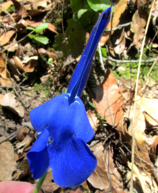 Gentian Sage, SALVIA PATENS, flower from front