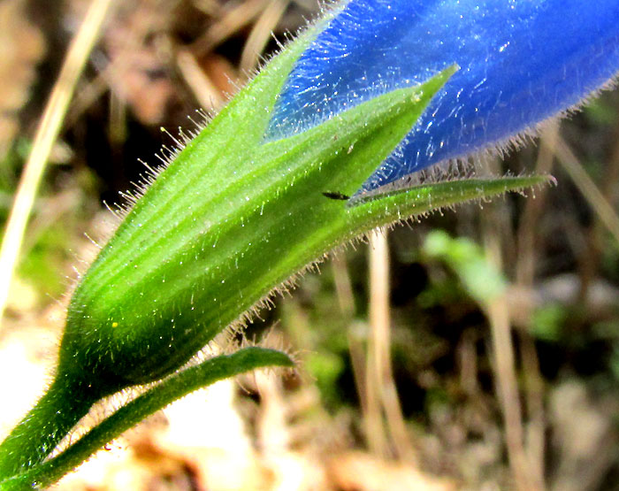 Gentian Sage, SALVIA PATENS, calyx