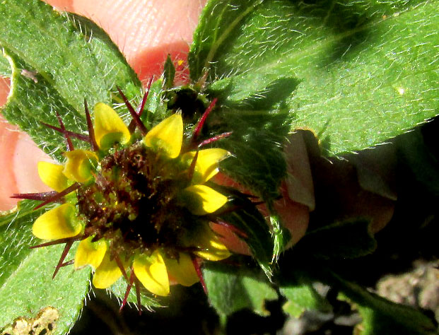 SANVITALIA OCYMOIDES, capitulum amid leaves