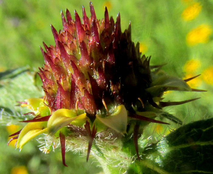 SANVITALIA OCYMOIDES, capitulum side view