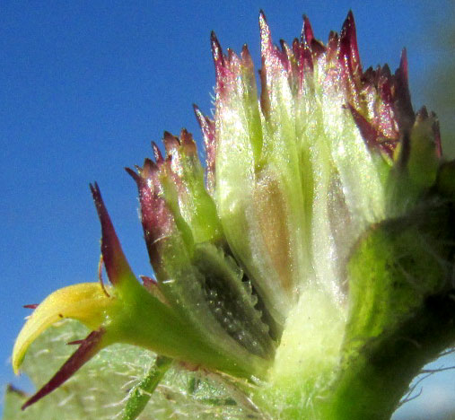 SANVITALIA OCYMOIDES, longitudinal section of capitulum showing spines arising atop ray caryopsis