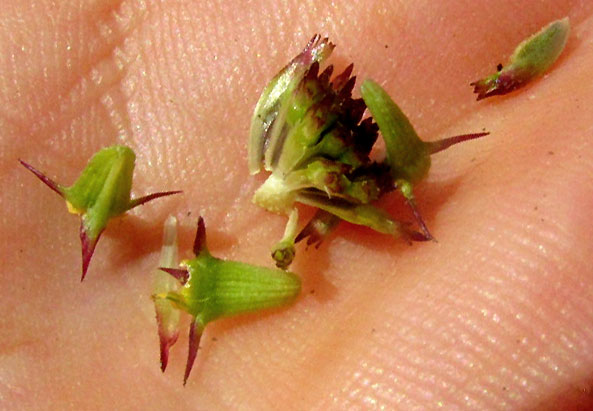 SANVITALIA OCYMOIDES, caryopsises of ray and disc florets