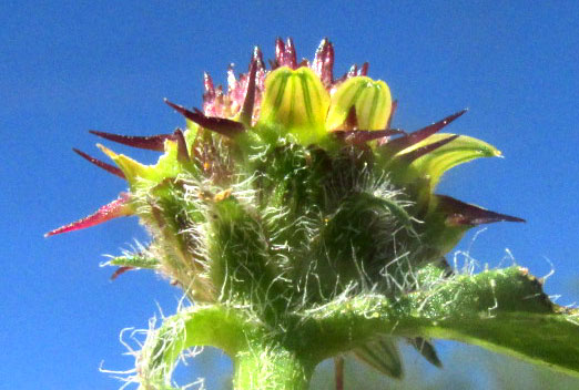 SANVITALIA OCYMOIDES, involucral bracts or phyllaries