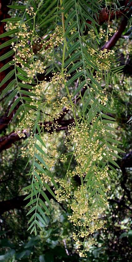 Brazilian Pepper Tree, SCHINUS MOLLE, flowers