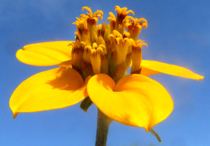 Mexican Bonebract, SCLEROCARPUS UNISERIIALIS