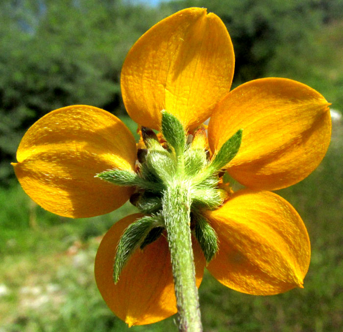 Mexican Bonebract, SCLEROCARPUS UNISERIIALIS, involucre seen from below