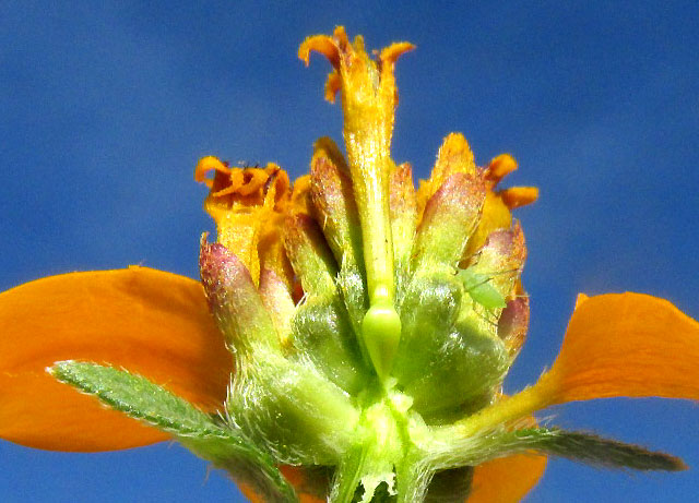 Mexican Bonebract, SCLEROCARPUS UNISERIIALIS, capitulum broken down the middle