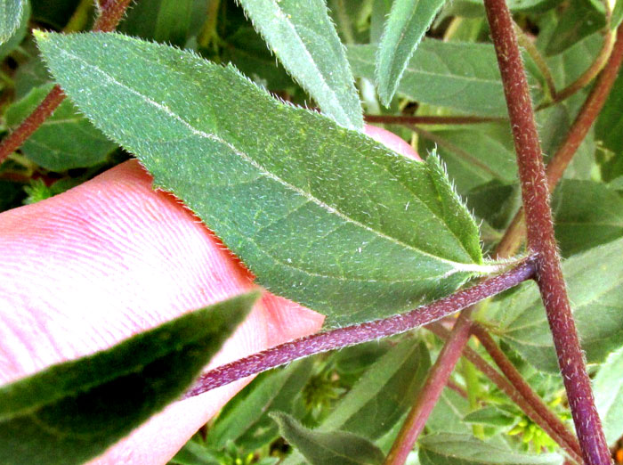 Mexican Bonebract, SCLEROCARPUS UNISERIIALIS, leaf