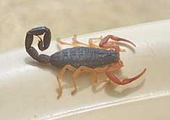 CENTRUROIDES GRACILIS