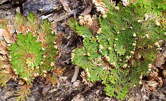 Resurrection Plant, SELAGINELLA LEPIDOPHYLLA, in habitat