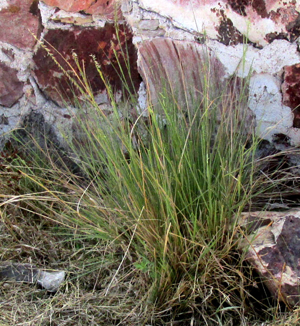 Sideoats Grama, BOUTELOUA CURTIPENDULA var. TENUIS, clump beside rock wall in Mexico