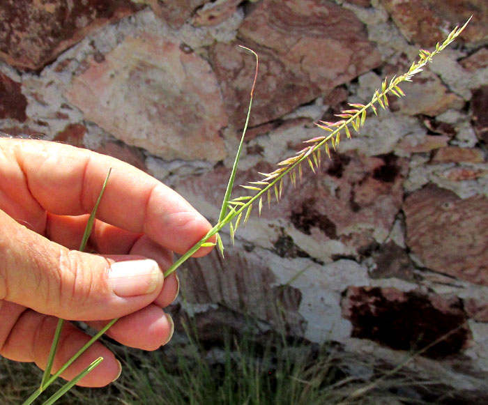 Sideoats Grama, BOUTELOUA CURTIPENDULA var. TENUIS, inflorescence