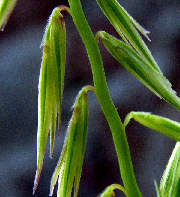 Sideoats Grama, BOUTELOUA CURTIPENDULA var. TENUIS, spikelets close up