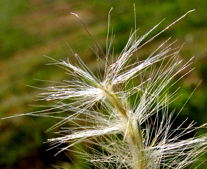 Silver Beardgrass, BOTHRIOCHLOA LAGUROIDES, individual caryopsis-type fruits