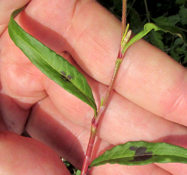 PERSICARIA SEGETUM, flower