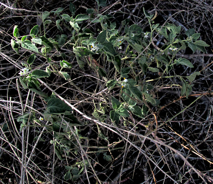 SOLANUM AMERICANUM, Black Nightshade, habitat