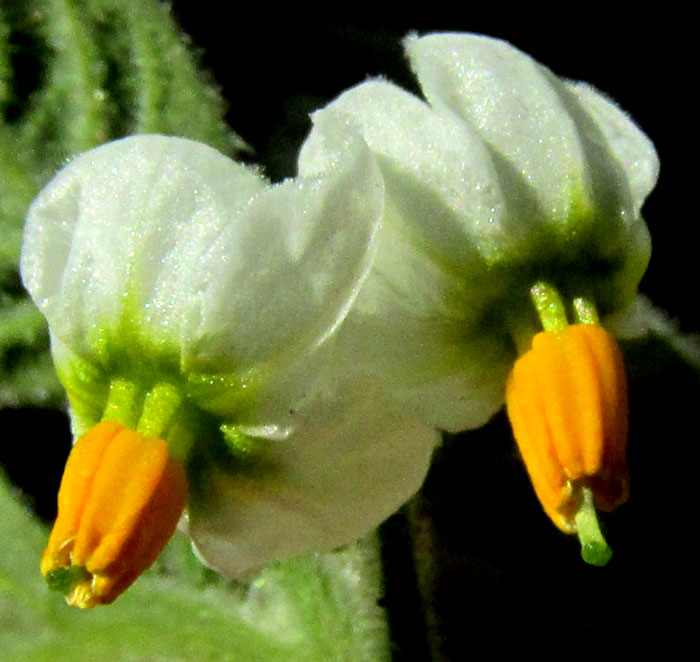 SOLANUM AMERICANUM, Black Nightshade, flowers close up, front