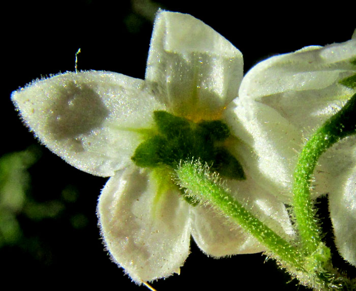 SOLANUM AMERICANUM, Black Nightshade, flowers close up, back