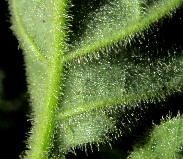 SOLANUM AMERICANUM, Black Nightshade, hairs on leaf bottom