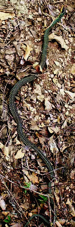 Speckled Racer, DRYMOBIUS MARGARITIFERUS,