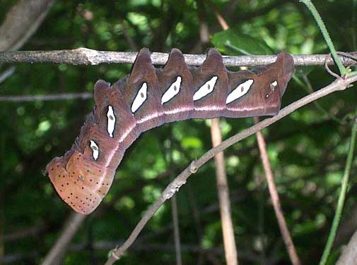 Satellite Sphinx Moth caterpillar, EUMORPHA SATELLITIA