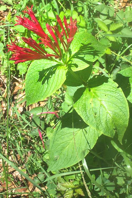 SPIGELIA LONGIFLORA, Hierba del Burro