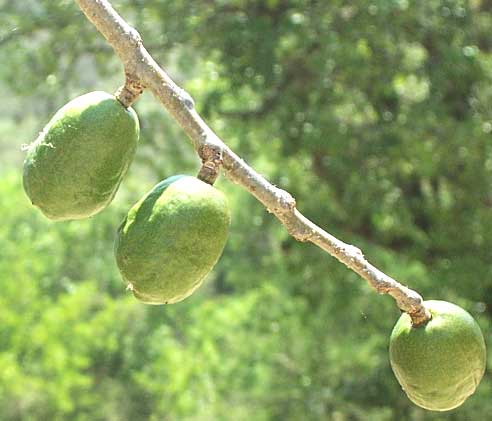 Ciruela, SPONDIAS PURPUREA